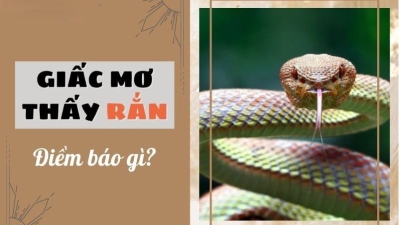 Mơ thấy rắn - Điềm báo và dự đoán số lô chuẩn xác cho lô thủ