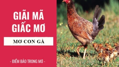 Giải mã giấc mơ thấy gà và những con số phát tài cho cược thủ “ vào bờ ”